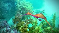 How to keep track of a weedy seadragon