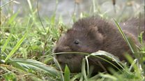 Water voles reintroduced into Kielder