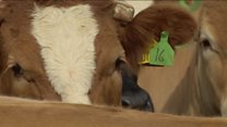 Criticism for troubled farm payment system
