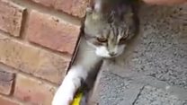 Cat freed after being stuck in wall
