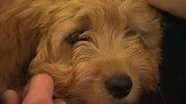 Therapy dog eases exam stress