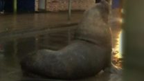 Sea lion road block