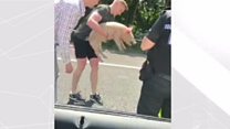 Pigs on motorway