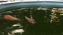 Deer rescued from swimming pool