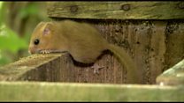 Rodent release for dormice survival
