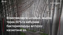 Абаны кайсы бак-дарак жакшы тазалайт?