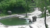 Drowning baby elephant rescued by mum