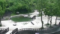 Ndovu wamuokoa mwanandovu Korea