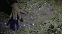 Amazing pics of glow in the dark algae