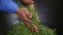 The British gardener who sells tea to China
