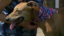 Emaciated dog found on roadside is recovering well