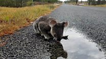 Koalas 'facing extinction' in parts of Australia