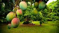 ما معنى عبارة Great Mango Divide؟
