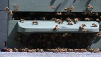 Bees swarm into town centre