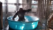 Splish splash spinning gorilla