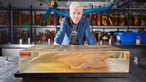 Museum to display humpback foetuses