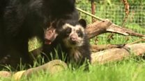 First Andean bear to be born in Britain has emerged from its den