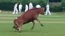 Bull gatecrashes cricket match