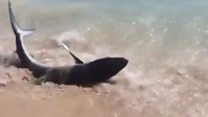 Shark spotted on Majorca beach