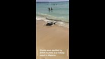 Yes, that is a shark
