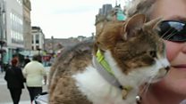 Cat hitches ride on owner's shoulder