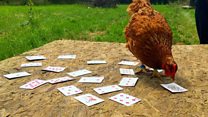 'Magic' chickens show off tricks