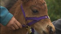 Miniature horse turned guide dog