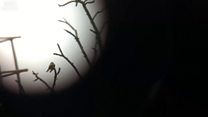 Watch: Rare bee-eaters spark birdwatcher swarms
