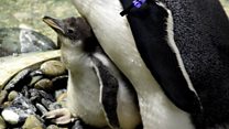 Baby penguin born
