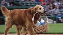 Meet baseball star Jake the dog