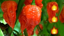 World's hottest chilli grown in UK