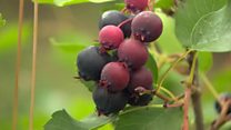 The latest super berry grown in the UK
