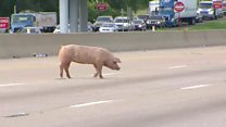 Hogs on road cause Texas rush-hour chaos