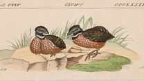 Odontophorus strohpium