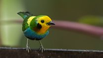 Chlorochrysa nitidissima