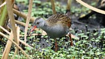 Rallus semiplumbeus