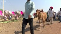 गाईको मासु र भिडको कारवाही