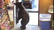 Bear walks into a liquor shop