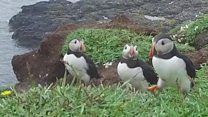Why are Puffin numbers so low?