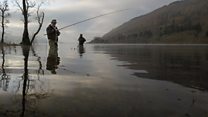 Why are male river fish growing eggs?