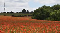 Poppy paradise