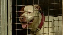 Unwanted dog finds social media fame