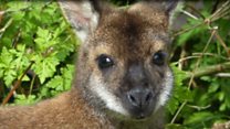 Escaped wallaby spotted again