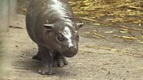Baby pygmy hippo takes a tumble