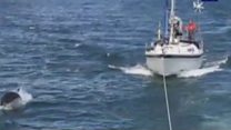Dolphins 'assist' RNLI lifeboat rescue