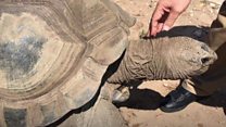 My relationship with a stubborn tortoise