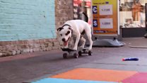 Doing dog tricks to improve breed's image