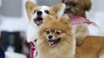 Would you bring your dog to work?