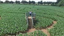 Can you solve the mystery of the maize maze?