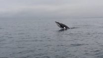 Having a whale of a time